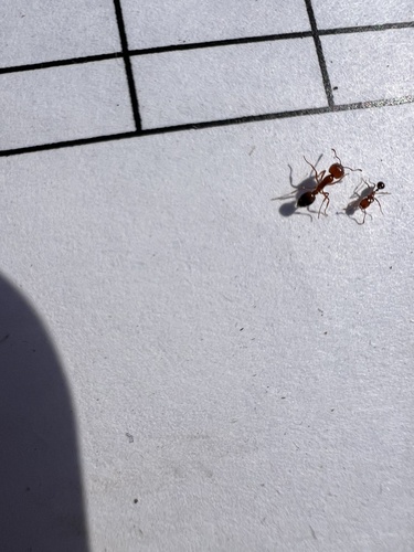 iNaturalist observation photo of Myrmicine Ants