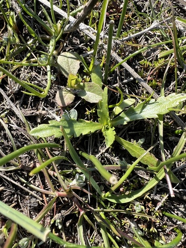 iNaturalist observation photo of Tidytips