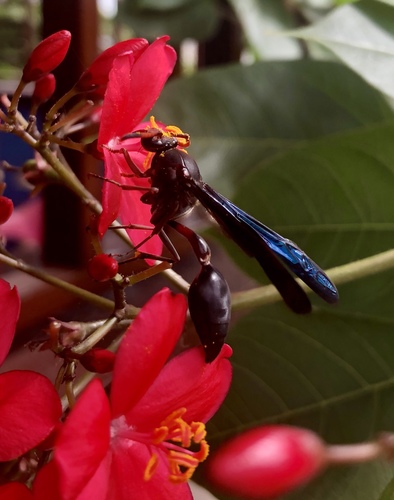 Black Mud Wasp