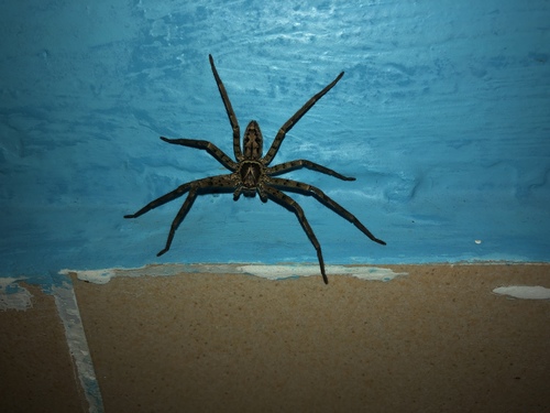 Pantropical Huntsman Spider