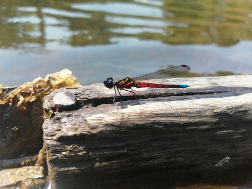 Beautiful Jewel