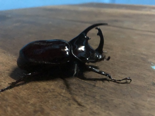 Centaurus Beetle