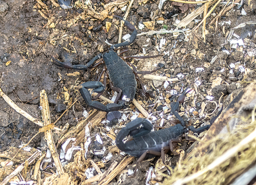 Slender Brown Scorpion
