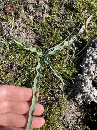 iNaturalist observation photo of wavy-leafed soap plant