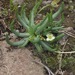 Phemeranthus napiformis - Photo (c) Juan Carlos Garcia Morales, todos los derechos reservados, subido por Juan Carlos Garcia Morales