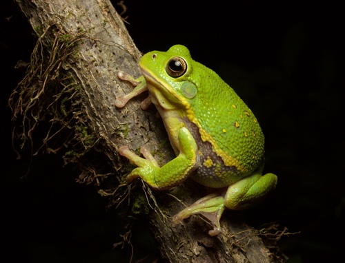 Barking Tree Frog