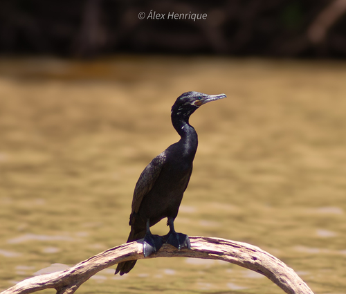 Neotropic Cormorant