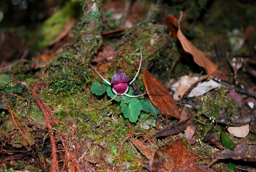 Corybas ridleyanus