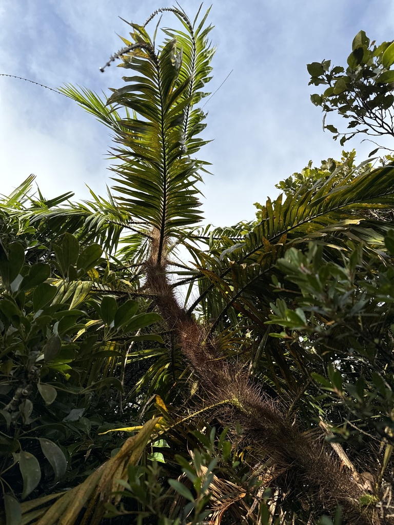 Calamus siphonospathus from Luzon, Palauig, Zambales, PH on January 15 ...