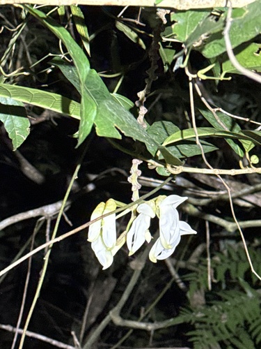 Mucuna angustifolia