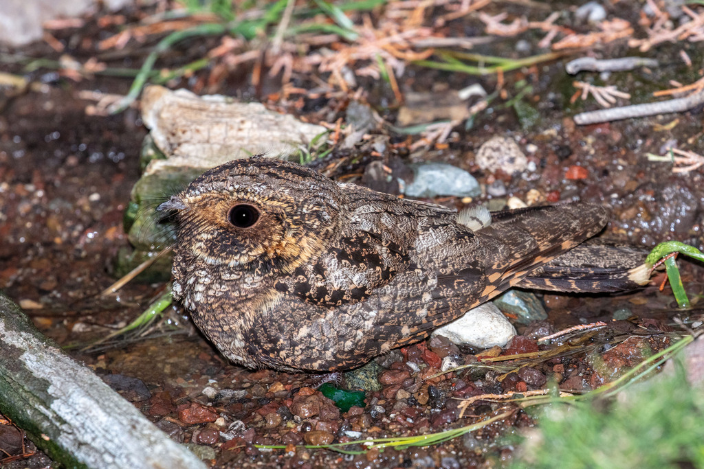 Mexican Whip-poor-will photo