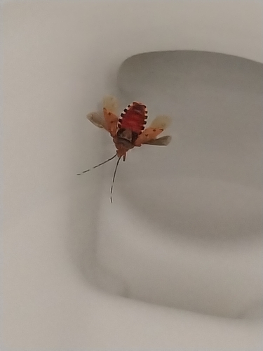 Urochela quadrinotata