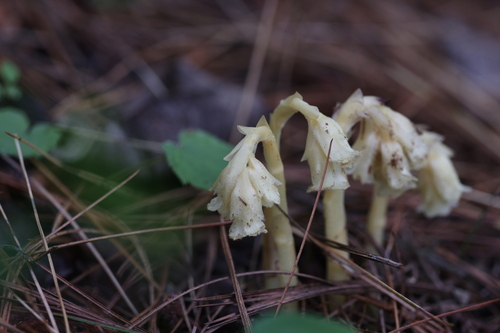 pinesap
