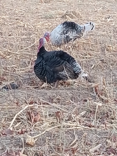 Domestic Turkey