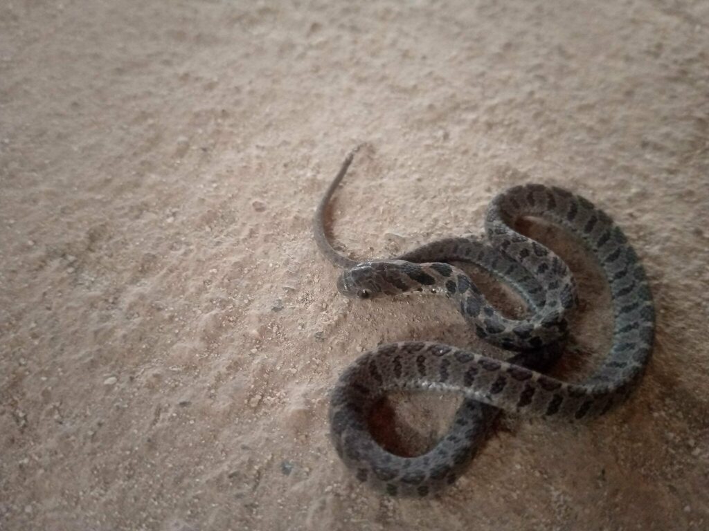 Ze Snake Egg-eating Snakes from Csb Qtier Koudjanada Yokpo, J8G6+736 Ze Maison ...