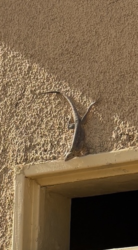 Rainbow Agama