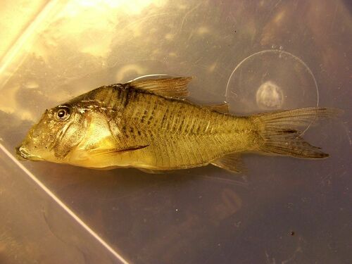 Corydoras saramaccensis photo