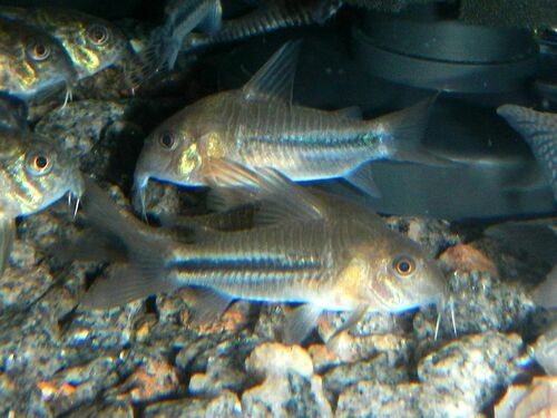 Corydoras baderi photo