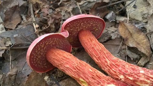 Frost's Bolete