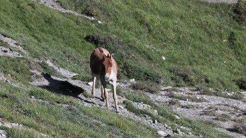 Kiang