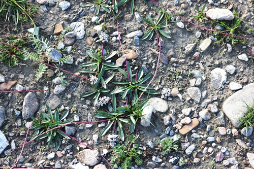 Lagotis brachystachya