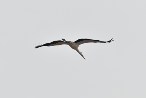 Oriental Stork
