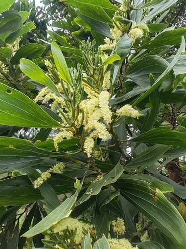 Big-leaved Acacia