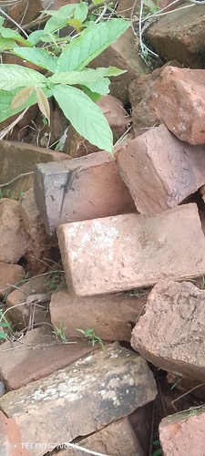 Variable Skink