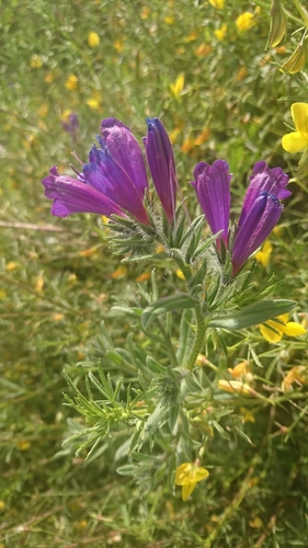 Echium sabulicola decipiens