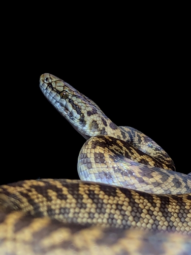 Spotted Python sighting