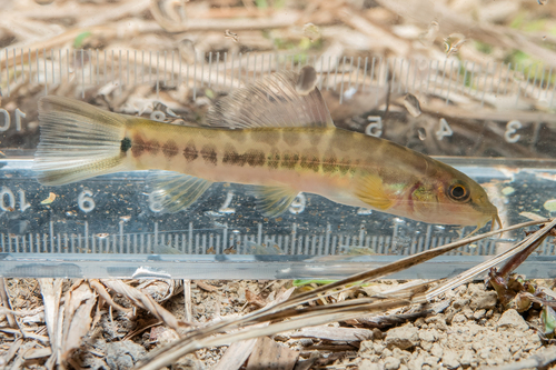 Traccatichthys