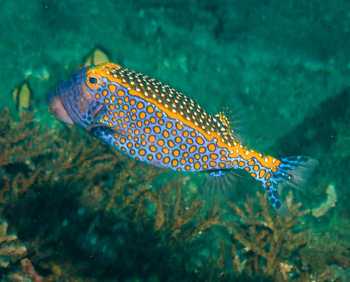 Spotted Boxfish — seen at this dive site