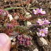Hairy Sea-Heath - Photo (c) wojtest, all rights reserved, uploaded by wojtest
