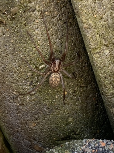 Giant House Spider