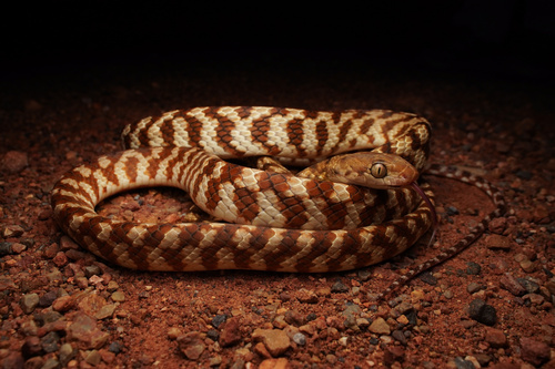Brown Tree Snake sighting