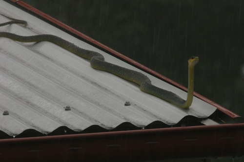 Common Tree Snake sighting