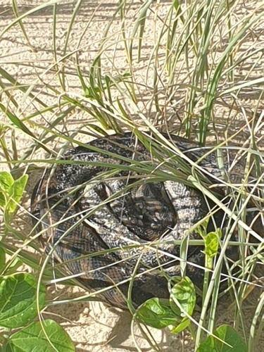 Coastal Carpet Python sighting