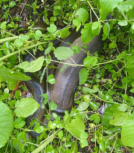 Water Python sighting