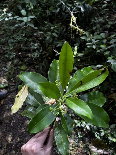 Rauvolfia aphlebia