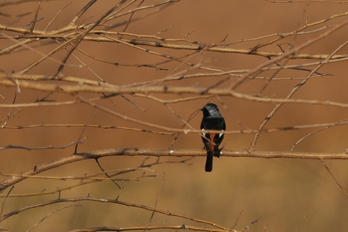 Daurian Redstart
