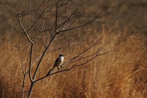 Long-tailed Shrike