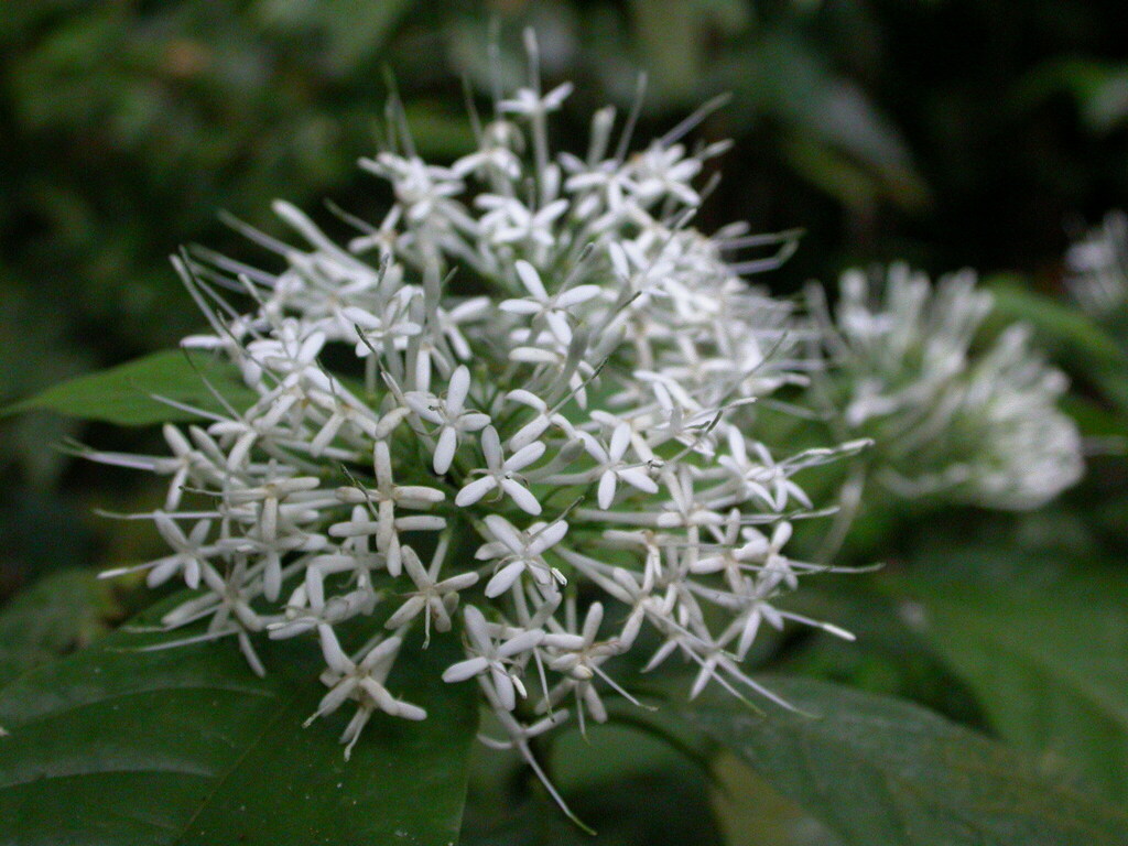 Pavetta indica (Pavetta indica)