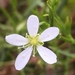 Arenaria paludicola - Photo (c) cviehweg, όλα τα δικαιώματα διατηρούνται