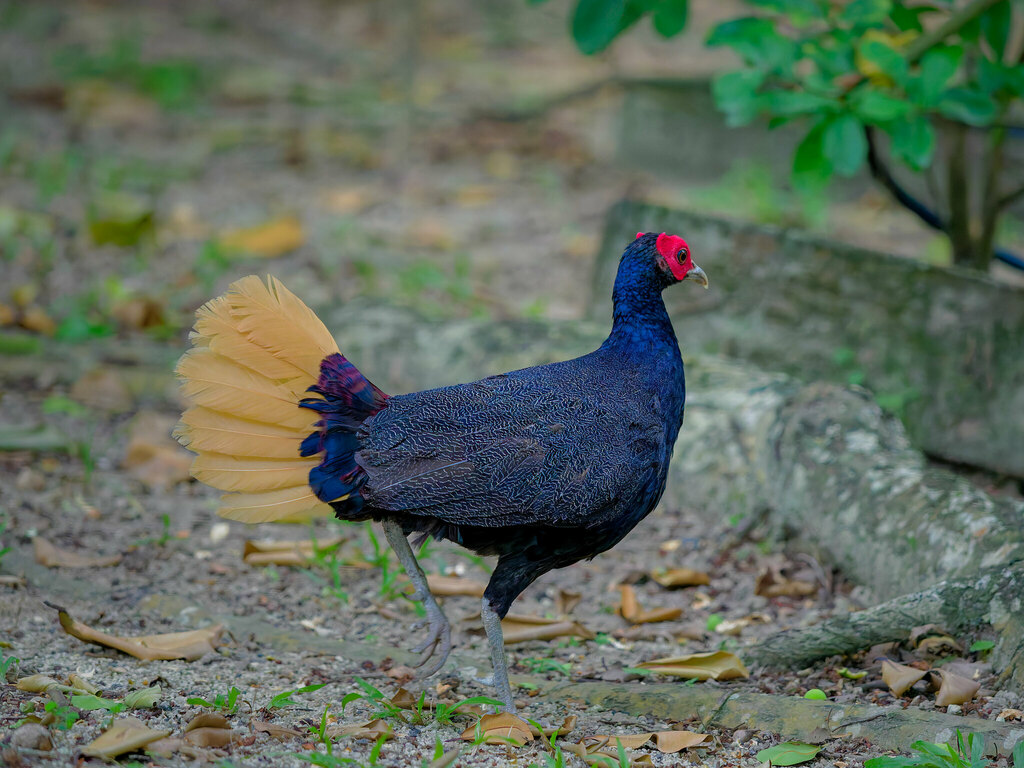 Malayan Crestless Fireback photo