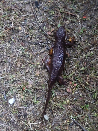 iNaturalist observation photo of Pacific Newts