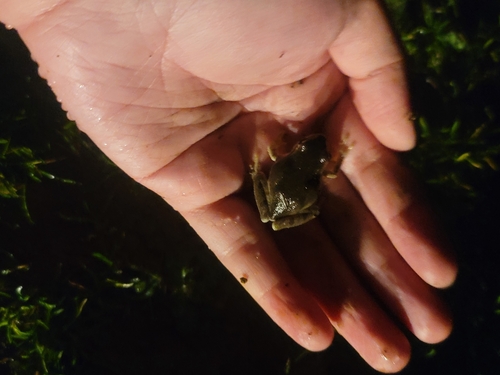 iNaturalist observation photo of Pacific chorus frog