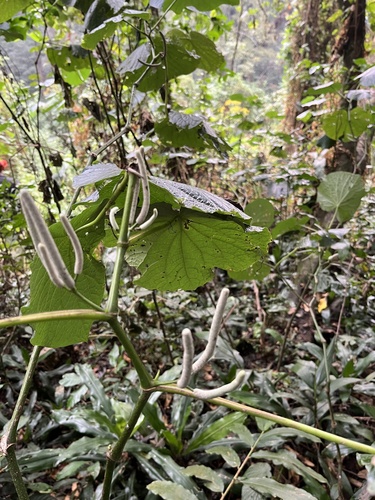 pariparoba