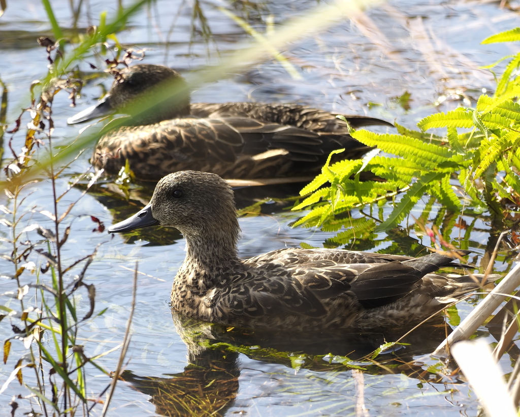 Falcated Duck in January 2025 by S. Dowell · iNaturalist