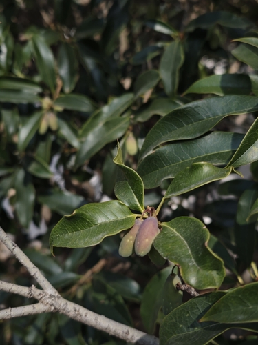 Sweet olive