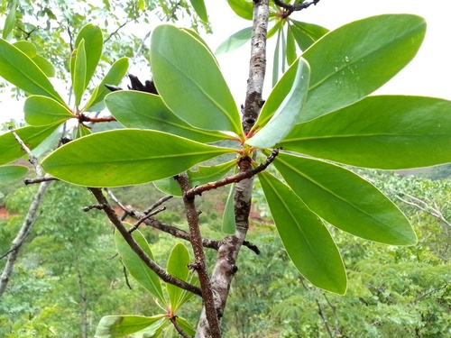 Tall Sugarbush